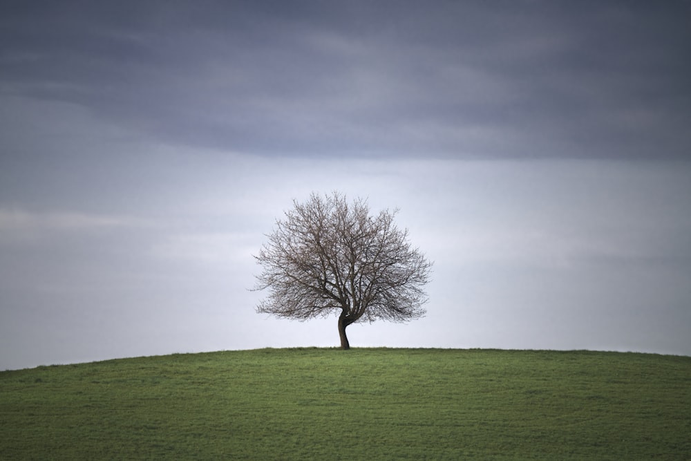 a tree in a field