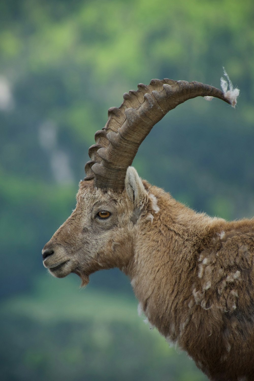 a deer with antlers