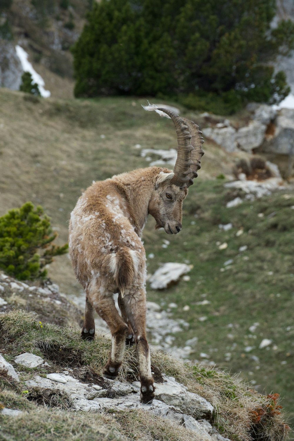 a horned animal walking on a rocky path