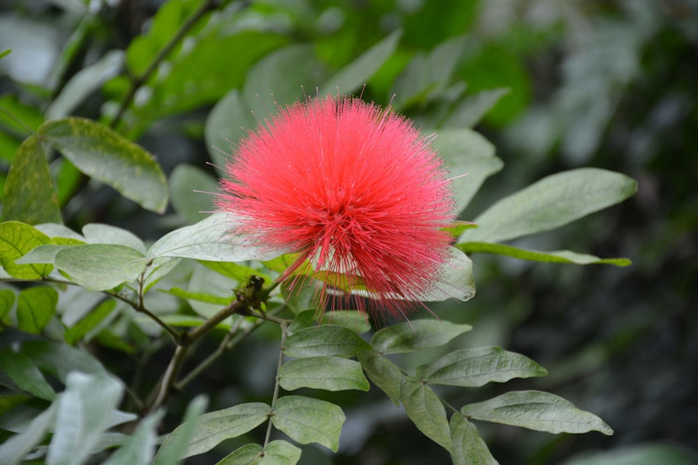 a red flower on a plant