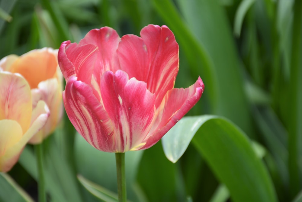 a close up of a flower