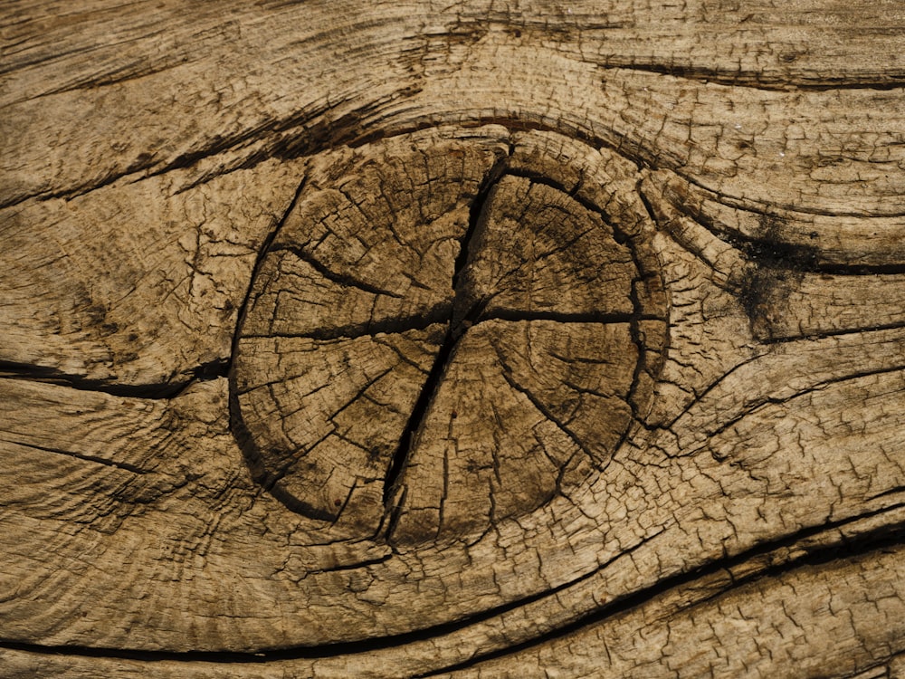 a close-up of a tree stump
