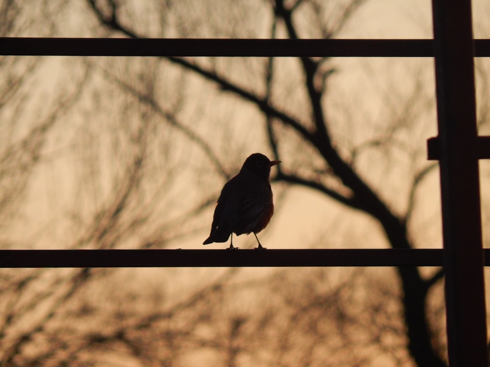 a bird on a wire