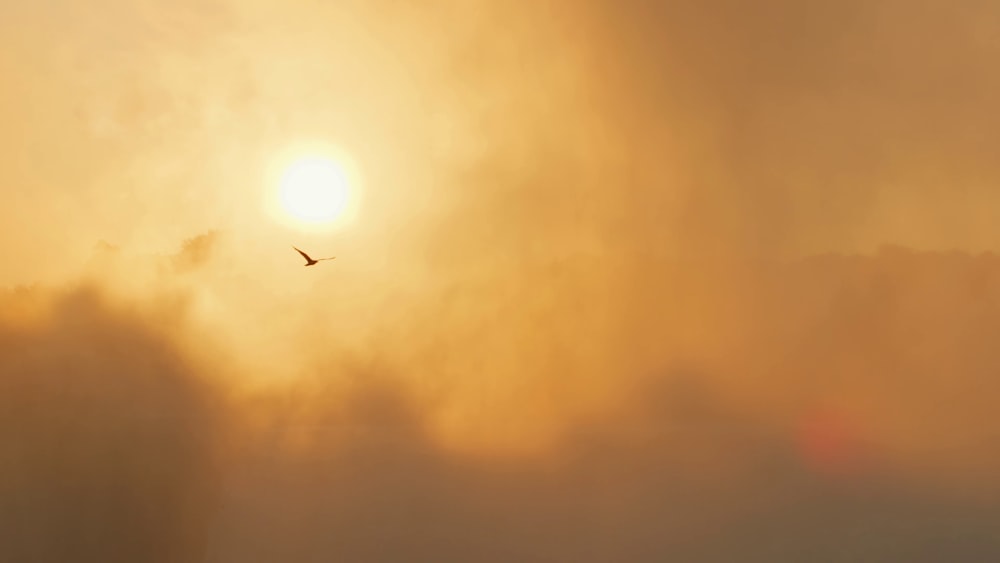 Un oiseau volant dans le ciel