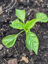 A young plant with vibrant green leaves is growing in dark, rich soil. The leaves are broad and slightly glossy, displaying a healthy appearance. The soil appears to have some wood chips and small stones scattered around.