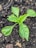 A young plant with vibrant green leaves is growing in dark, rich soil. The leaves are broad and slightly glossy, displaying a healthy appearance. The soil appears to have some wood chips and small stones scattered around.