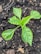 A young plant with vibrant green leaves is growing in dark, rich soil. The leaves are broad and slightly glossy, displaying a healthy appearance. The soil appears to have some wood chips and small stones scattered around.