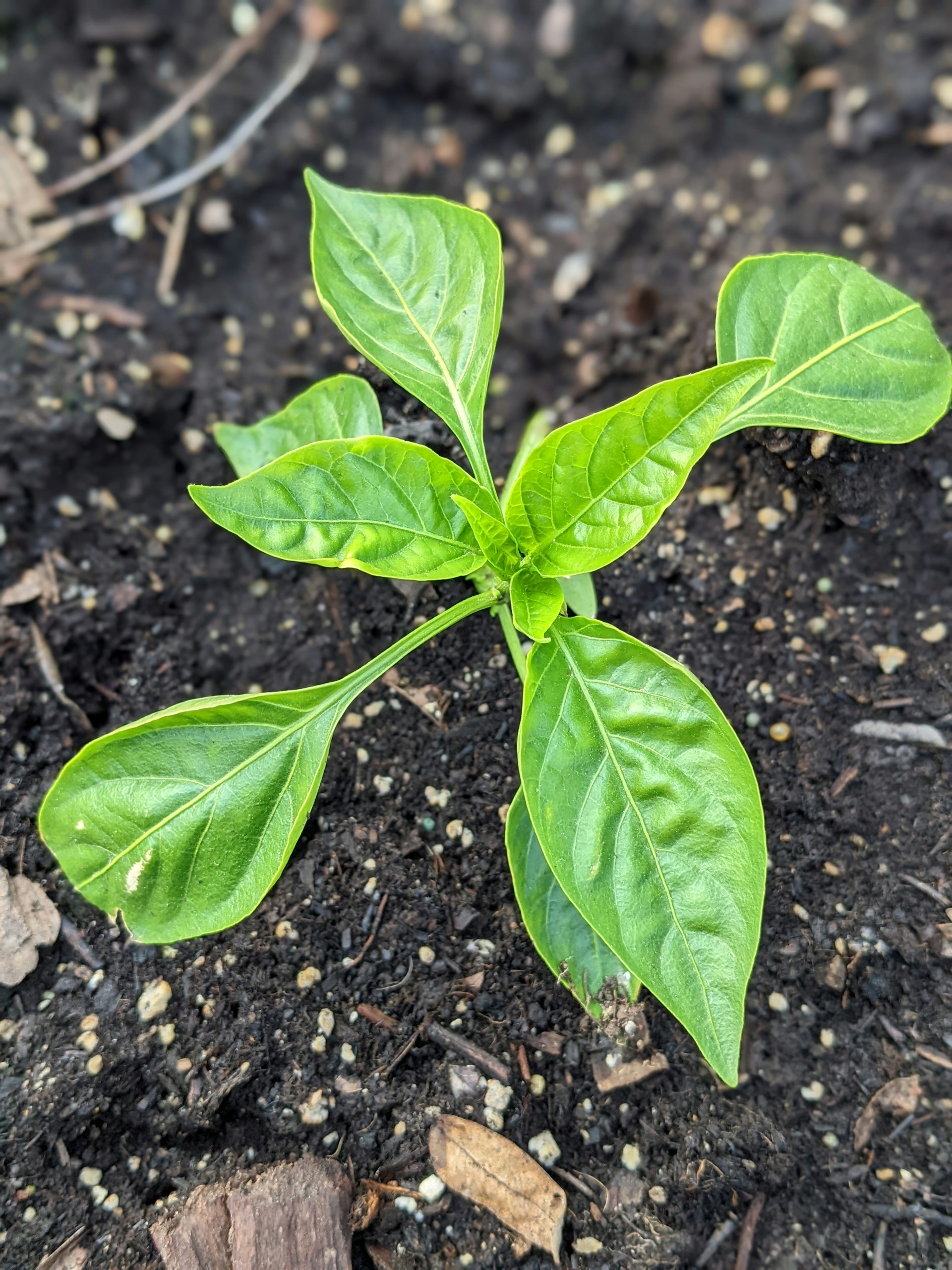 woman wearing yellow long-sleeved dress under white clouds and blue sky during daytime