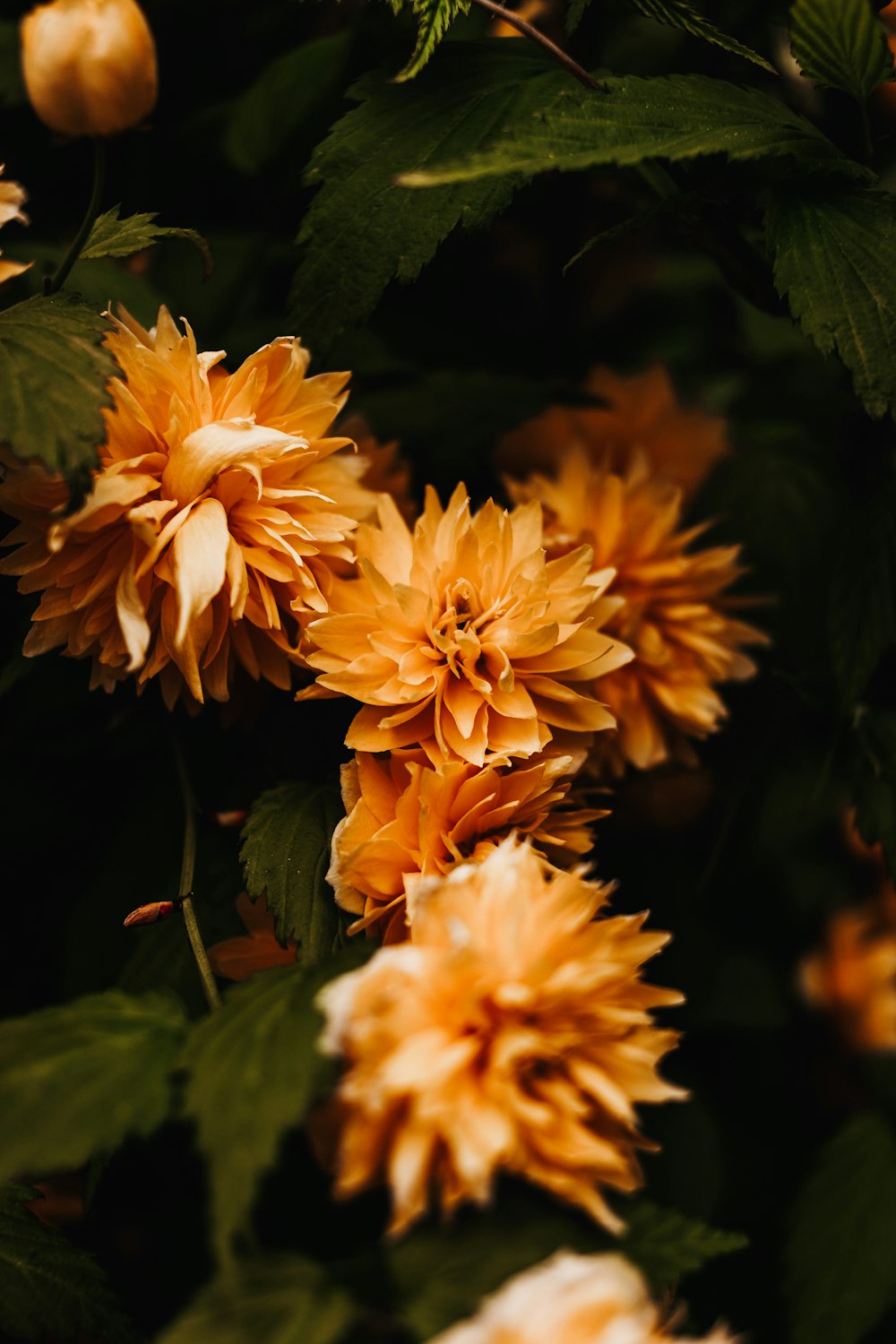 a group of flowers