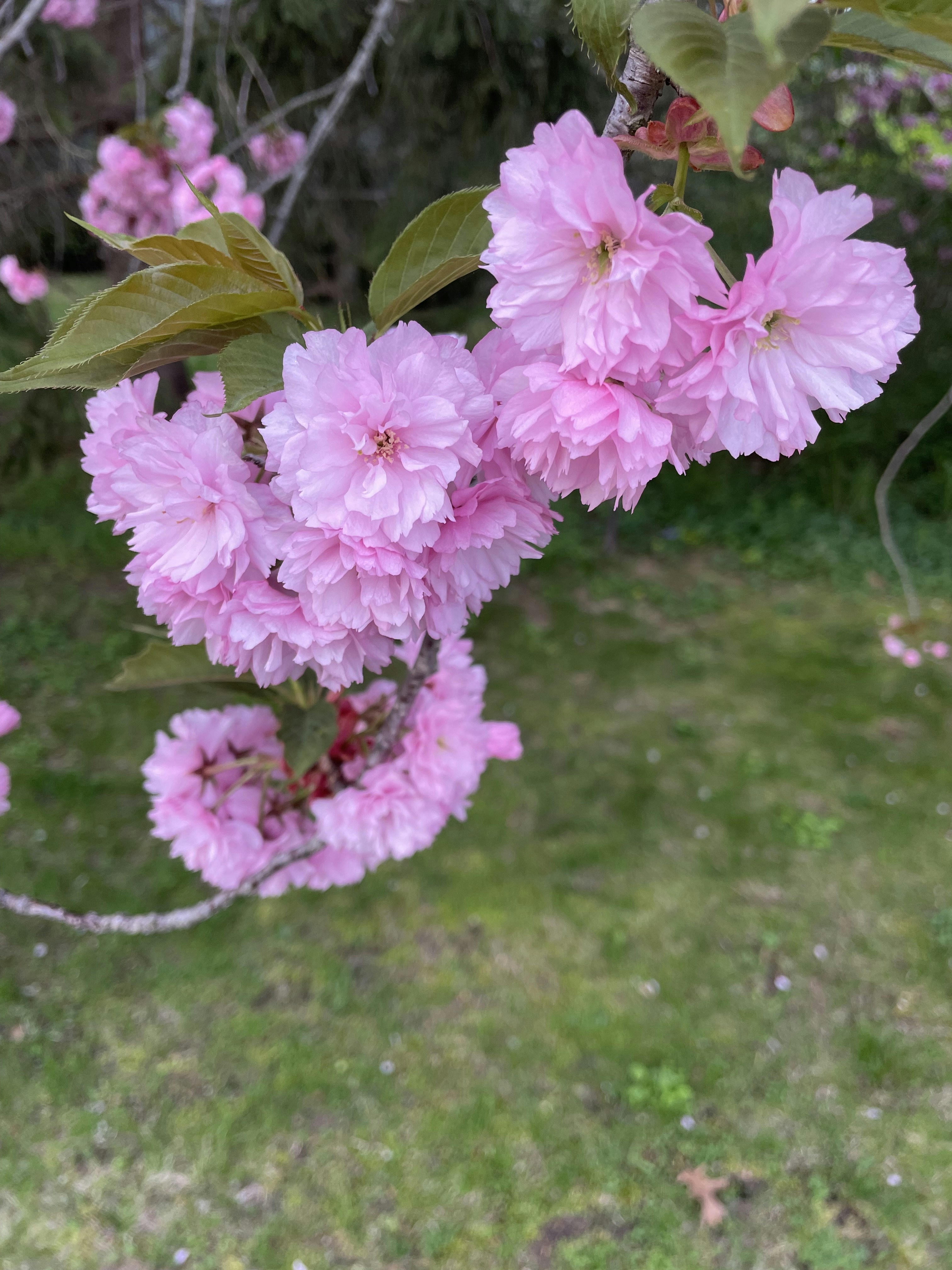 Un gruppo di fiori su un albero