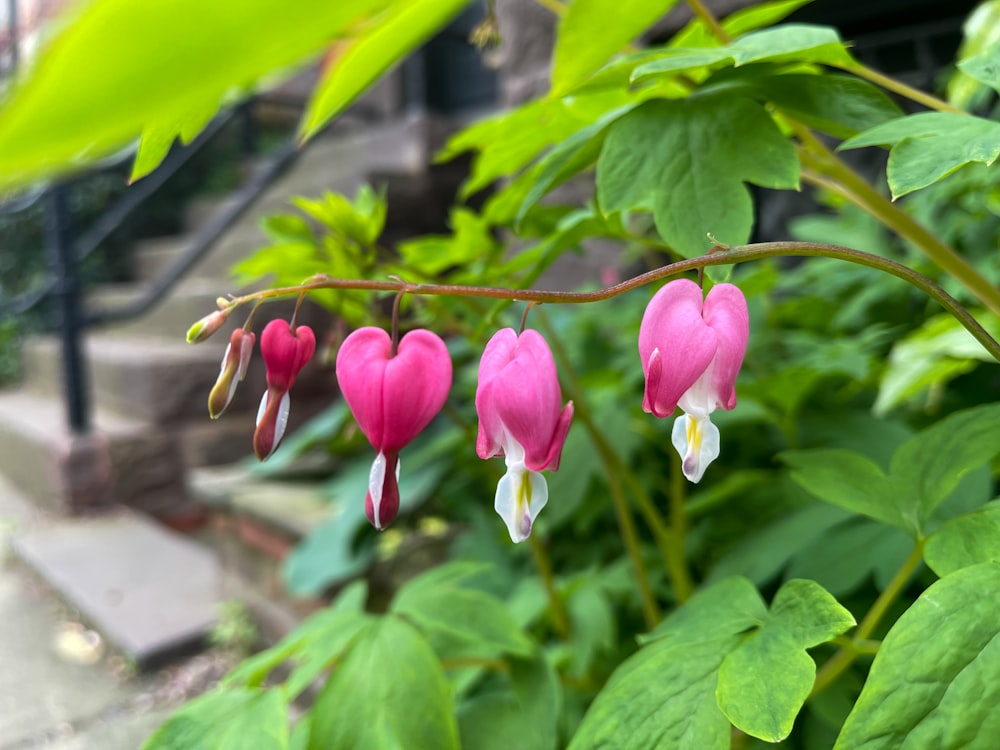 a close up of some flowers