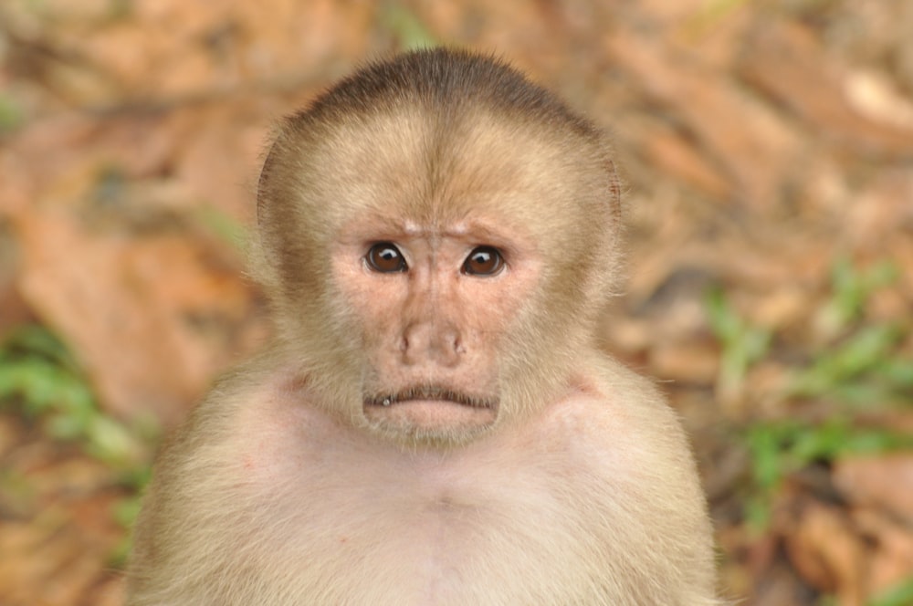 a monkey looking at the camera
