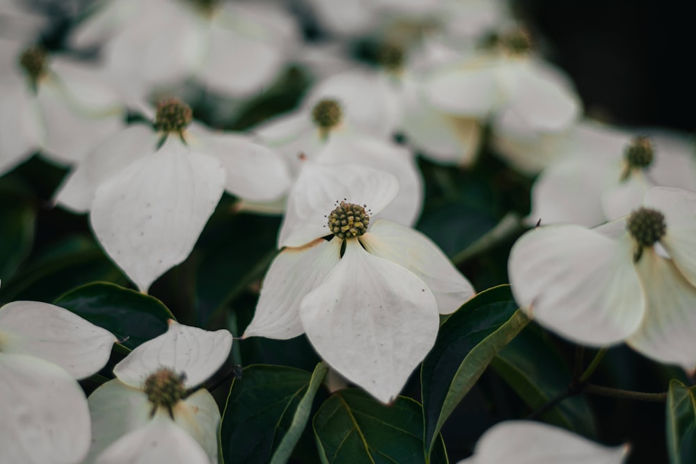 a bee on a white flower