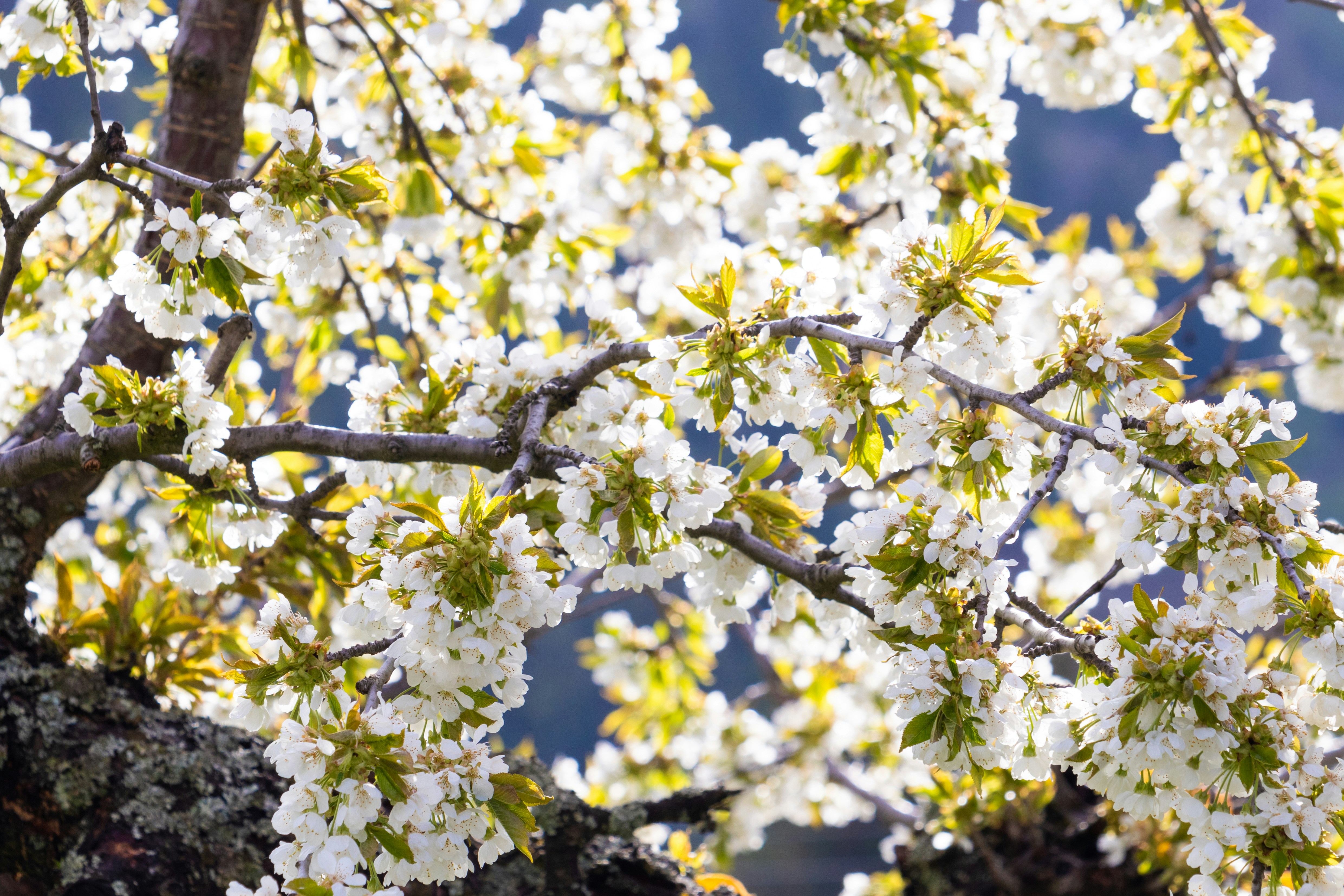 Photo by scatteredbitsoflight