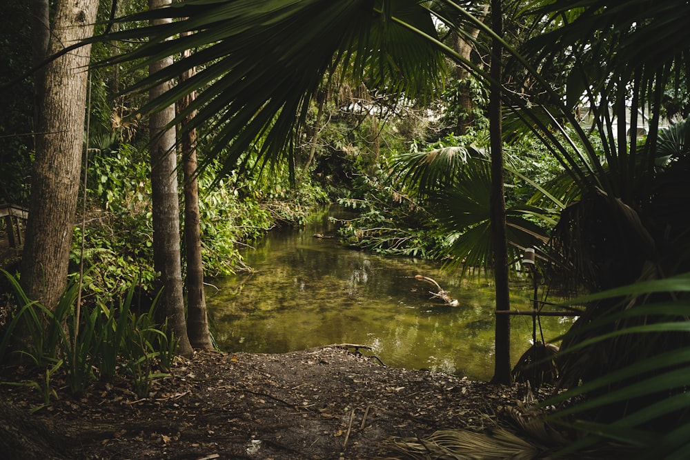 a small pond in a tropical forest