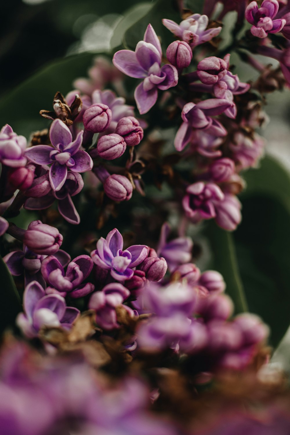 a close up of a flower