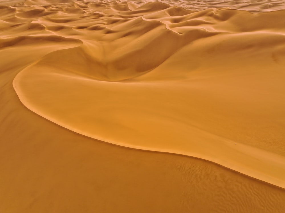 a close-up of a desert