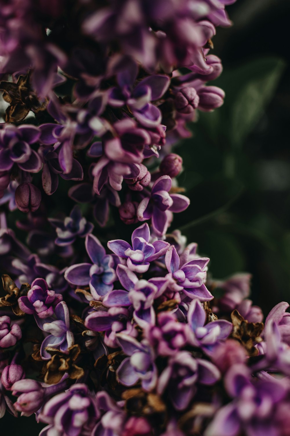 a close up of purple flowers