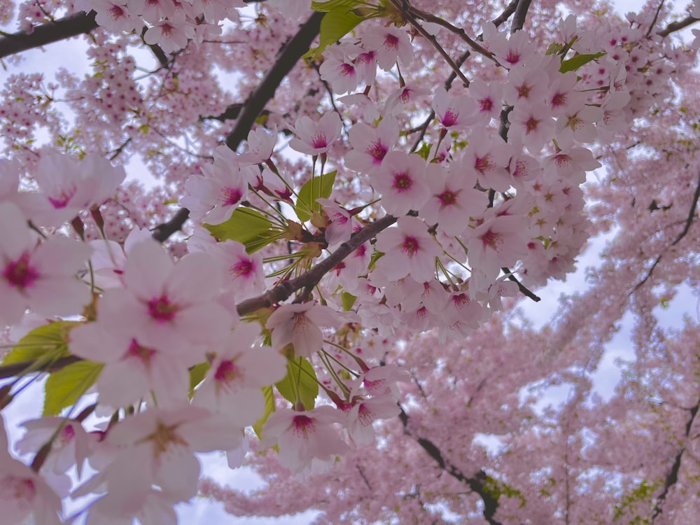 a tree with pink flowers