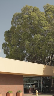 A large leafy tree towers over a section of a building with a beige and brick facade. Several potted plants are positioned along the building's edge. A yellow fire hydrant is visible near the entrance, and a partial view of parked cars and furniture can be seen through the building's glass windows.