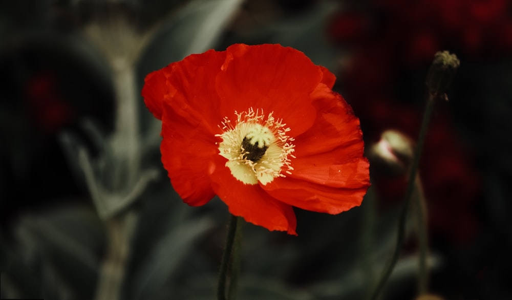 a close up of a flower