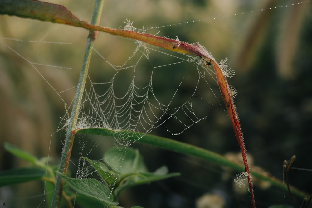 a spider on a web