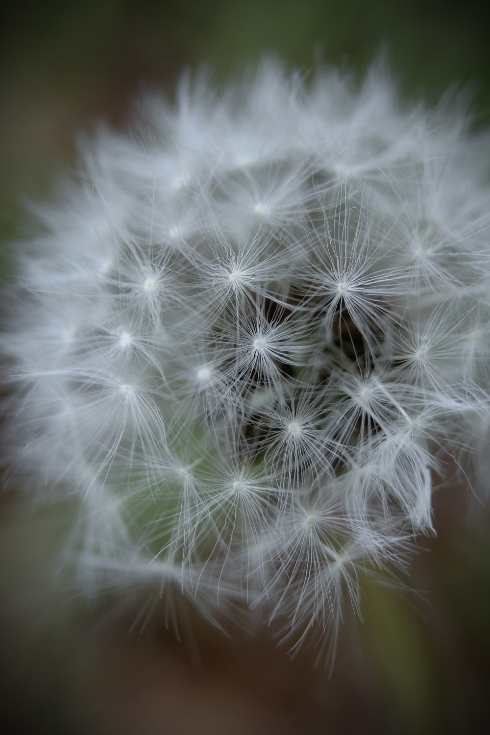 a close up of a dandelion