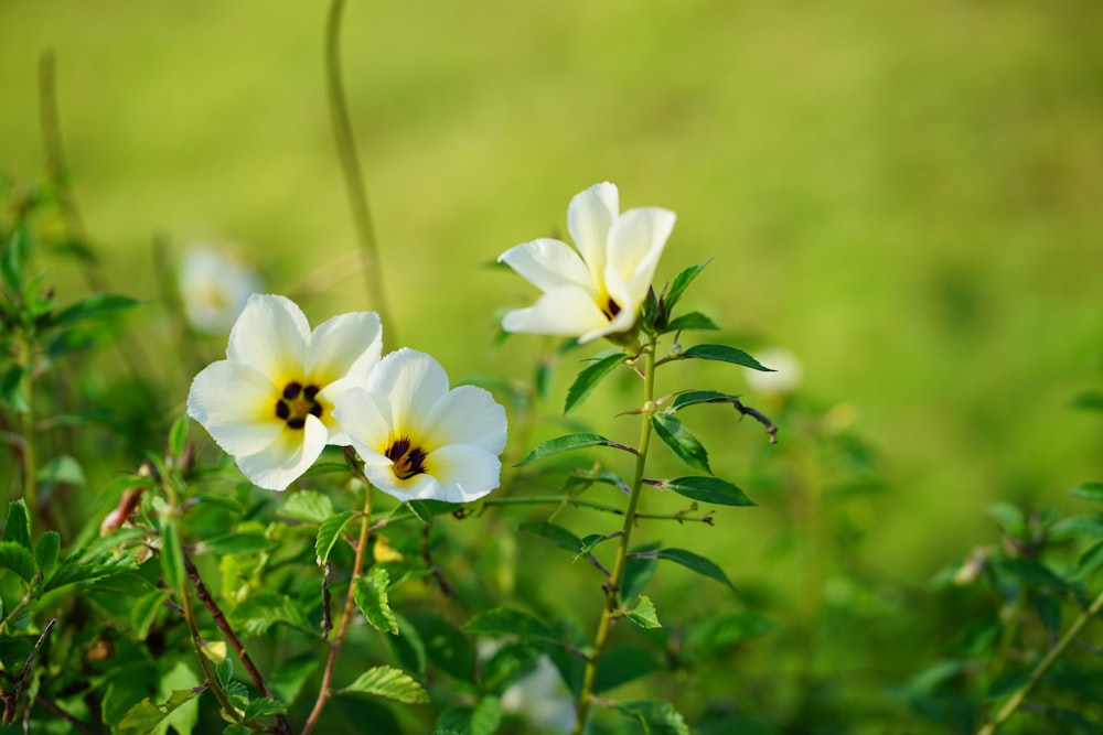 a bee on a flower