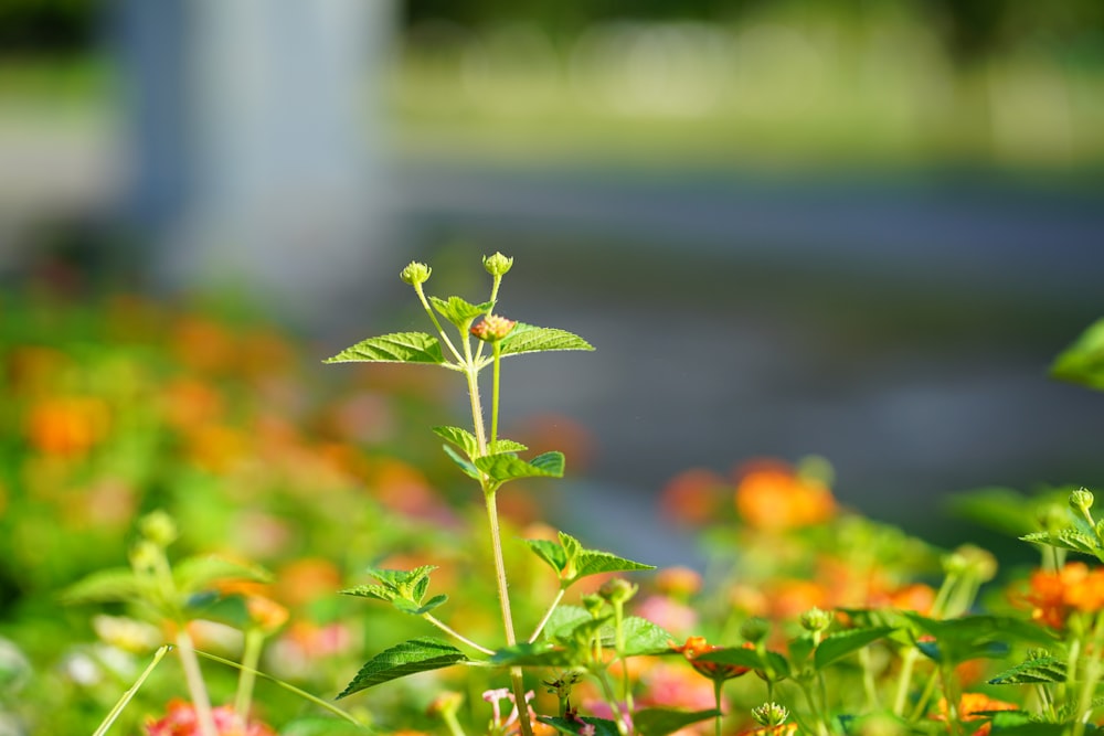 a small plant growing in a field