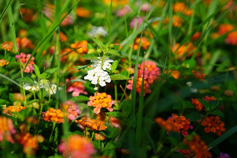 a close up of some flowers