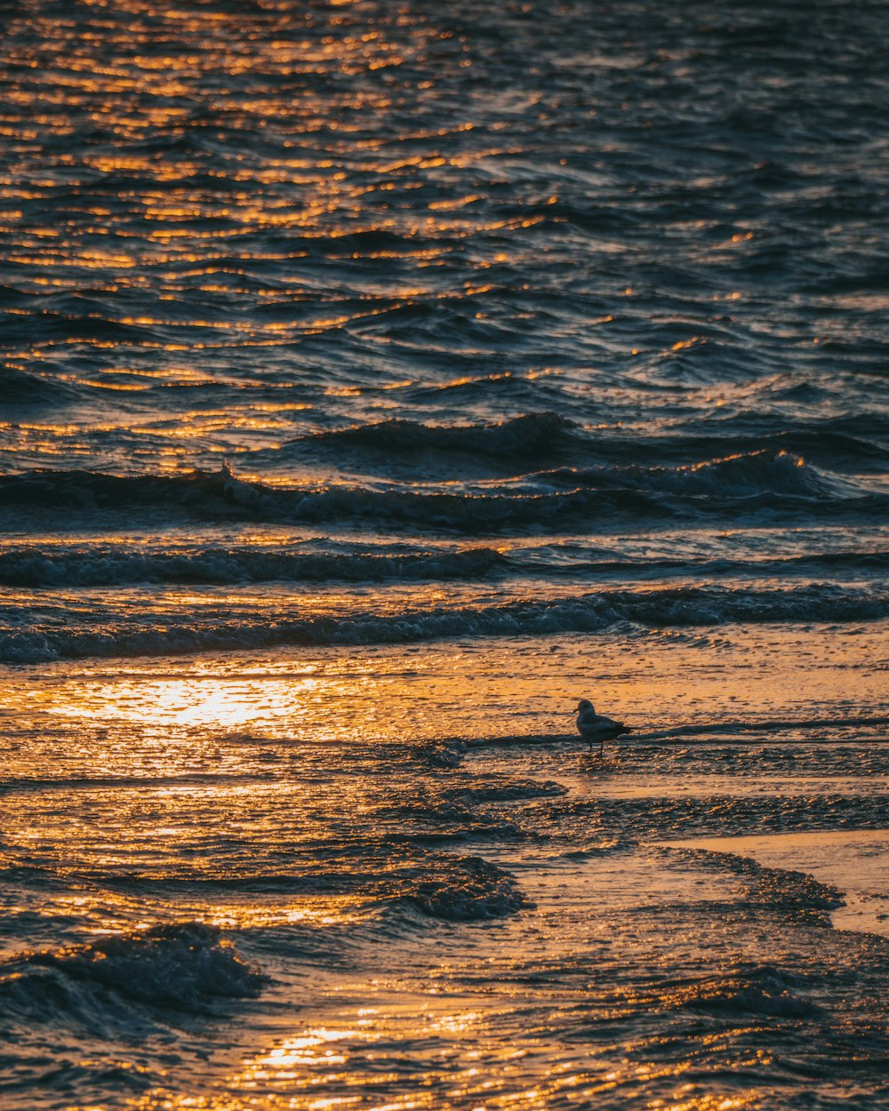 a bird on a beach