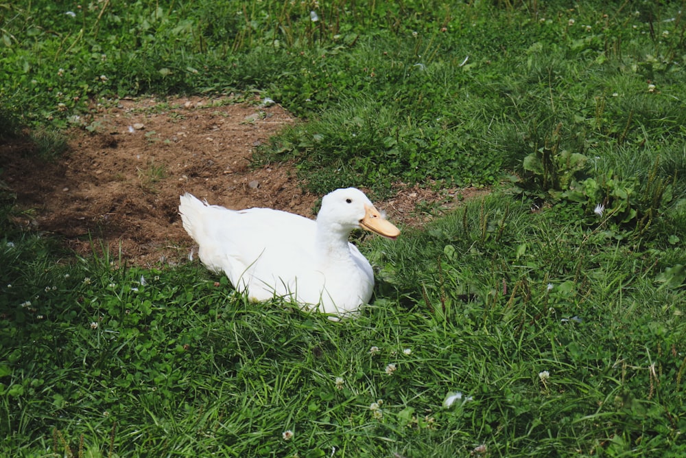 a duck in the grass