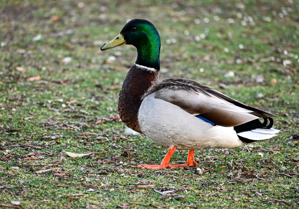 a duck on the grass