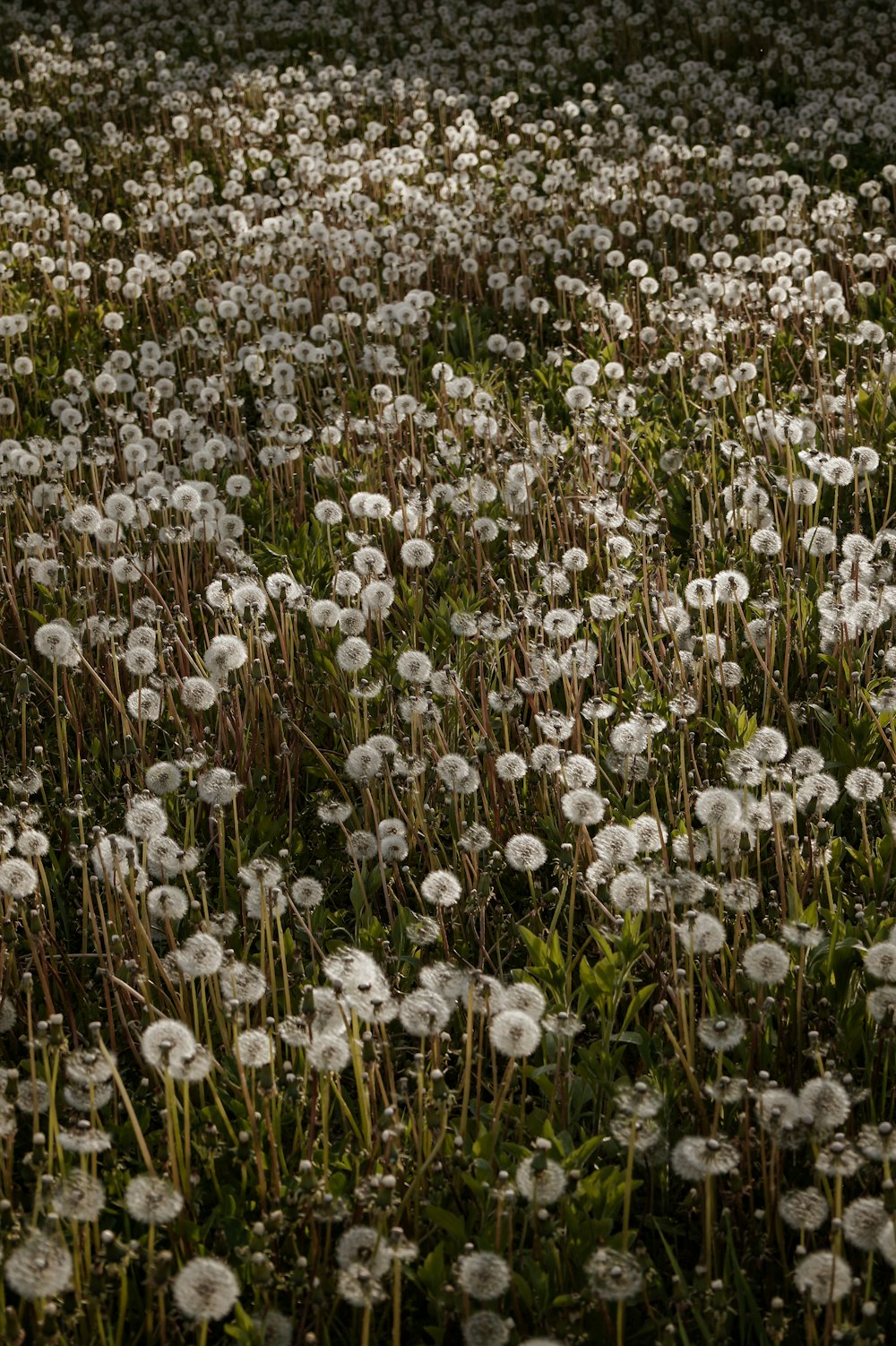 a field of white flowers