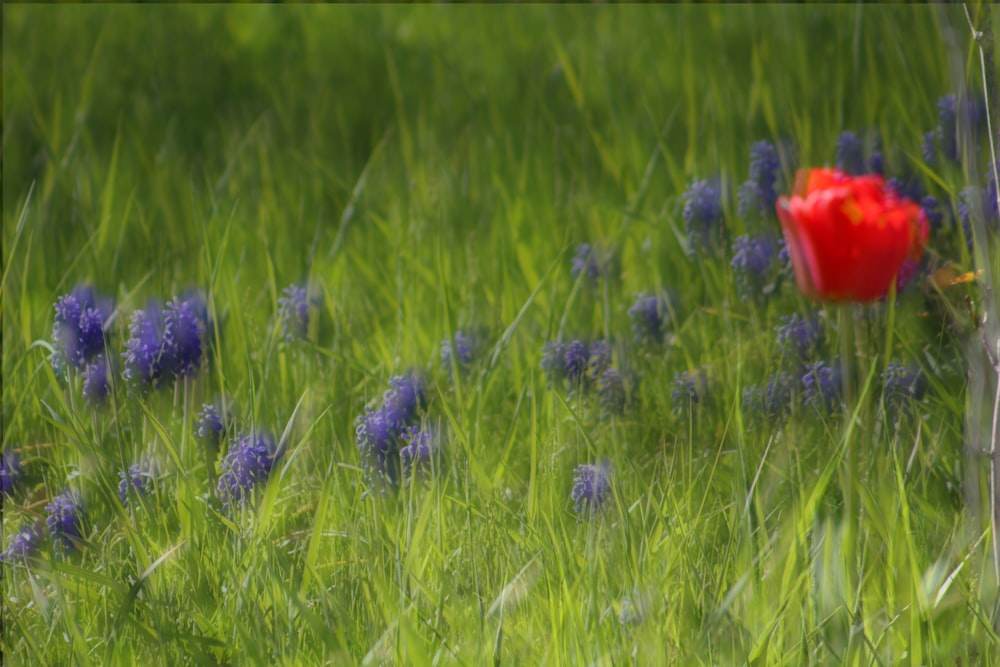 a red flower in a field of grass