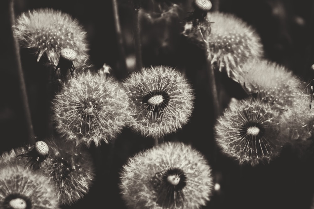 a group of dandelions