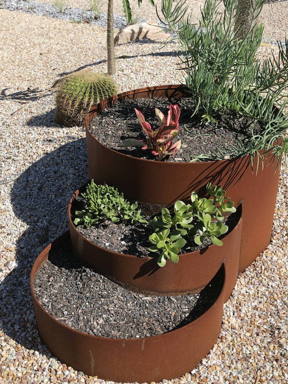 a group of plants in a pot