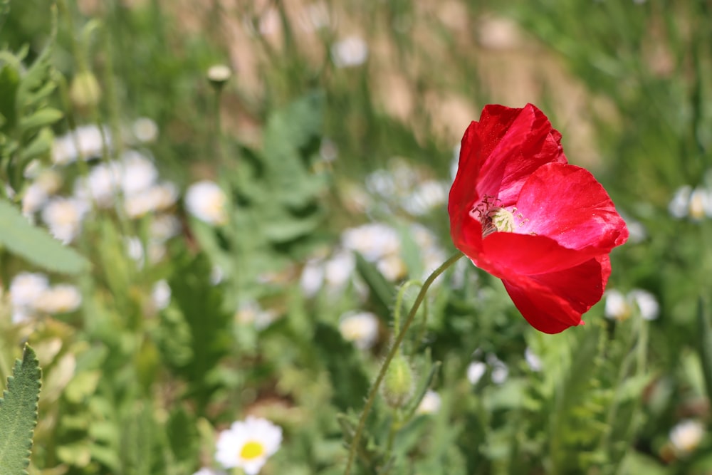 a red flower with green leaves