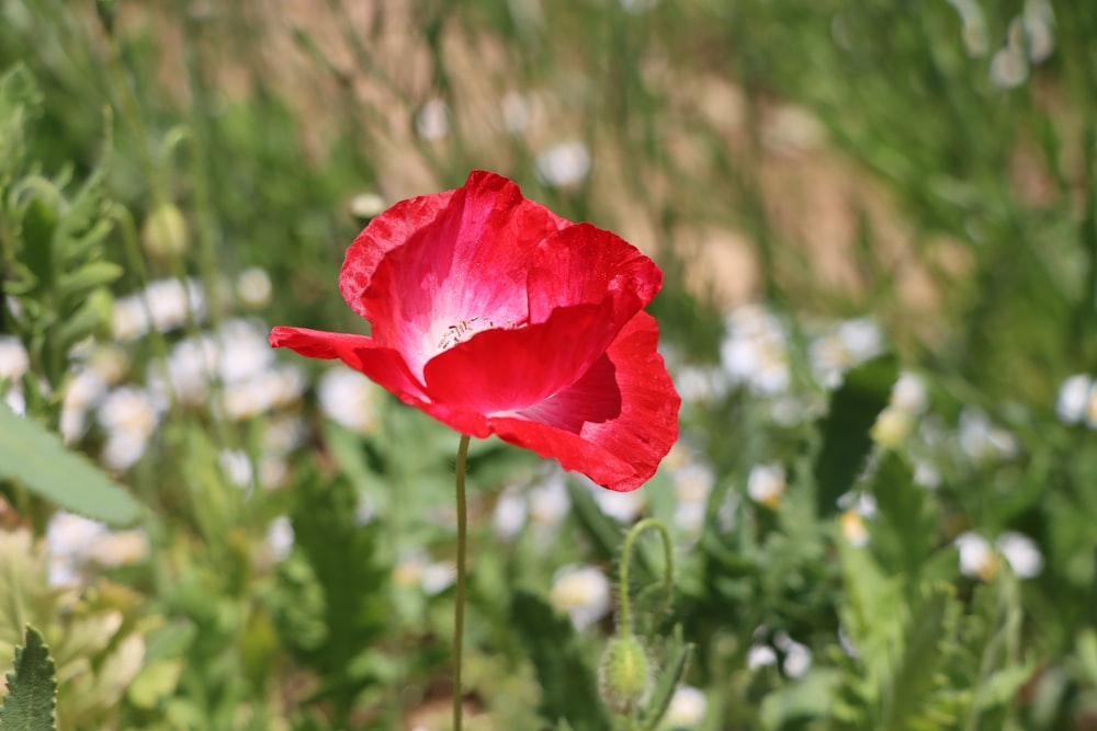 a red flower in a field