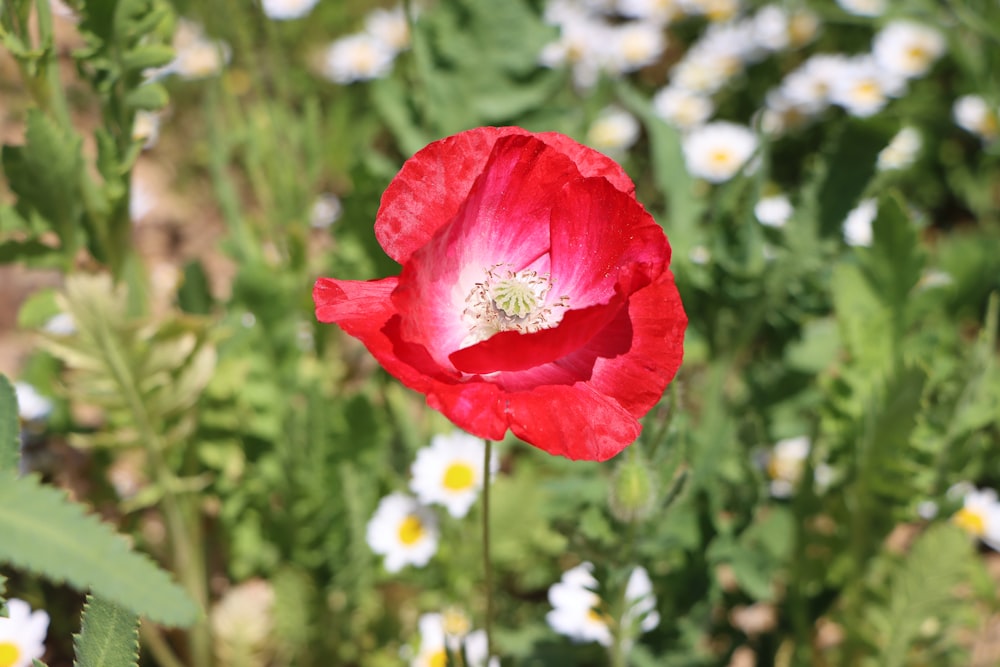 a red flower with white and yellow flowers