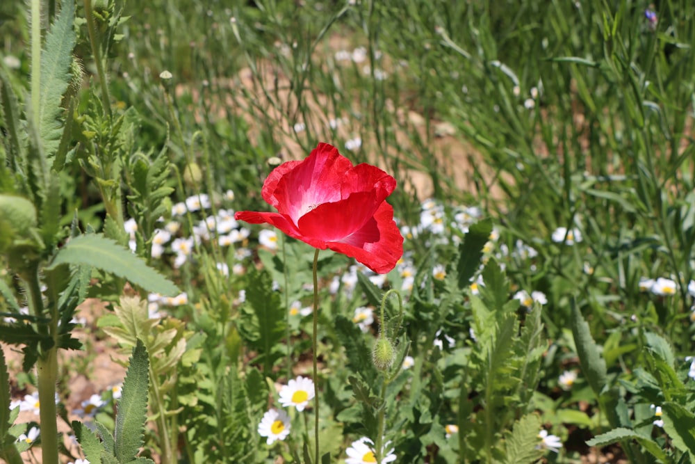 a red flower in a field of plants