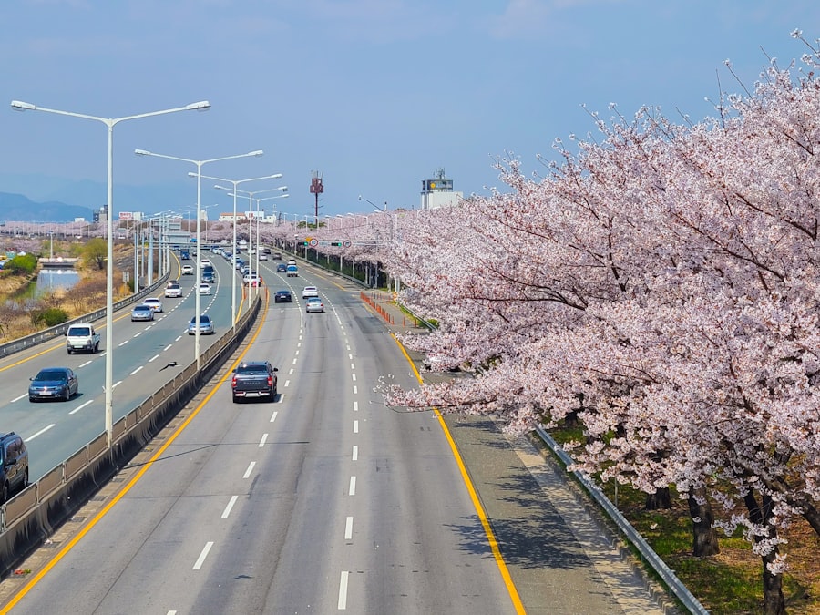 鎮海街道兩側櫻花樹形成的花之隧道