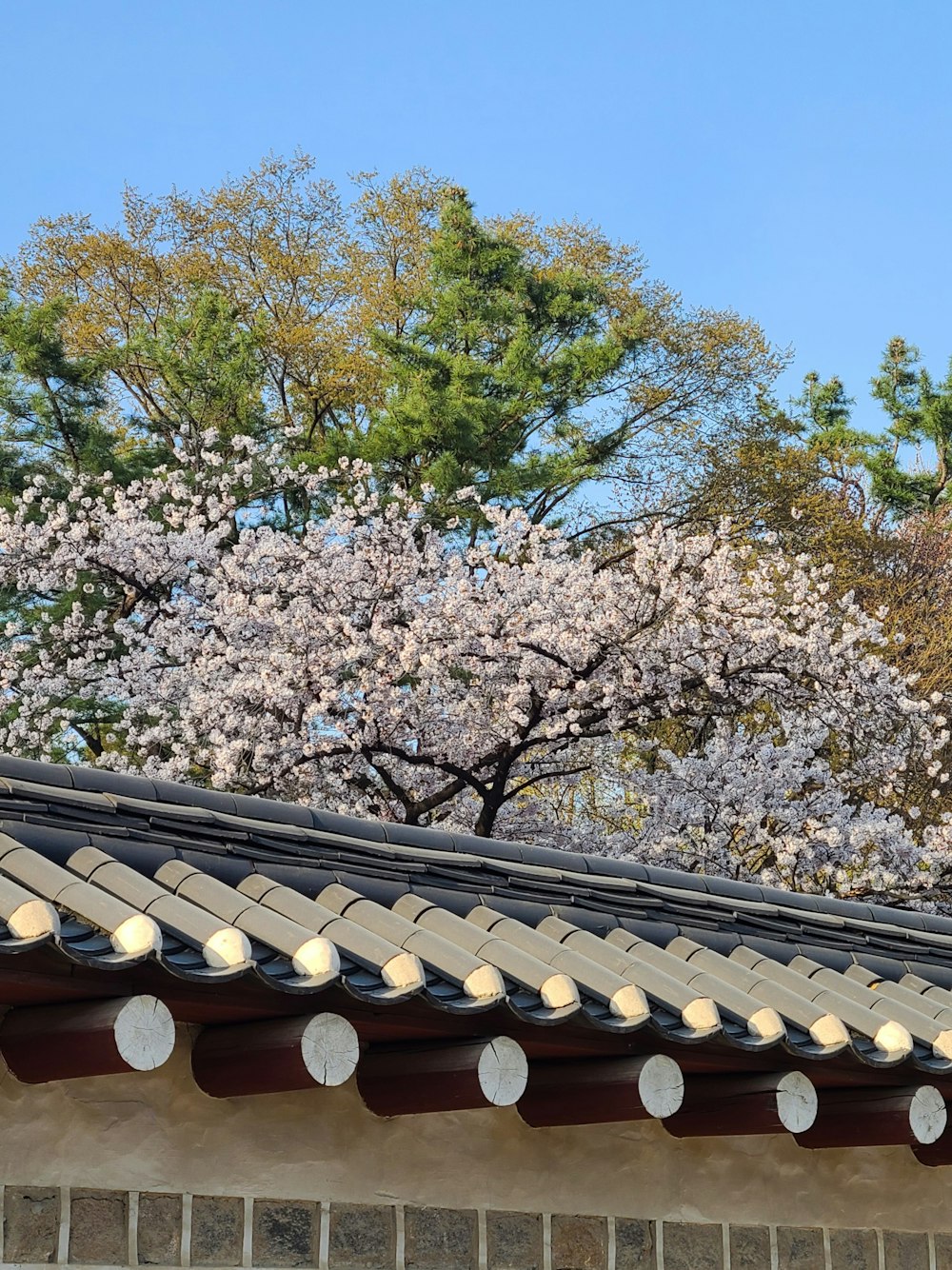 a tree with pink flowers