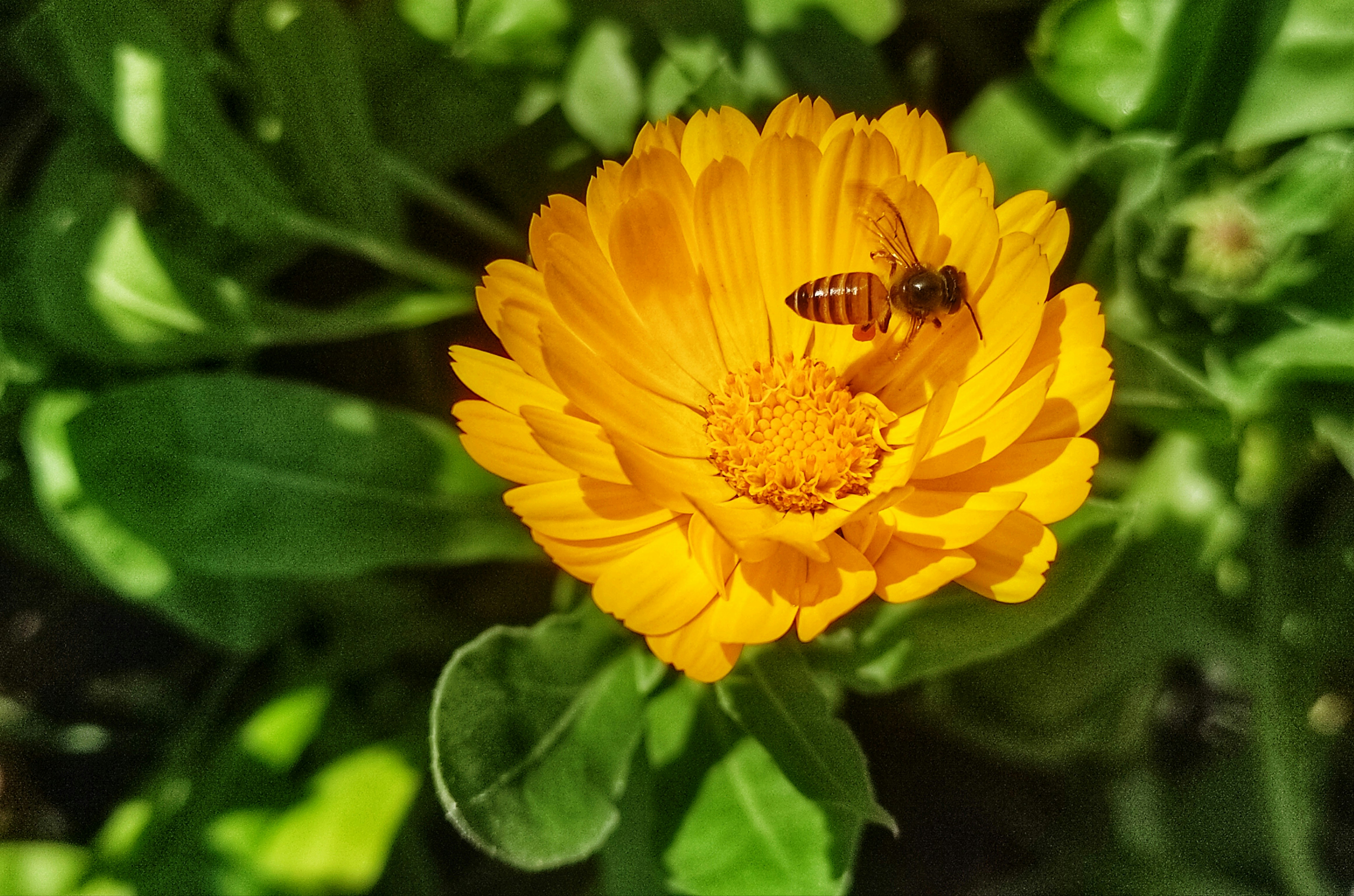 Eine Biene auf einer gelben Blume