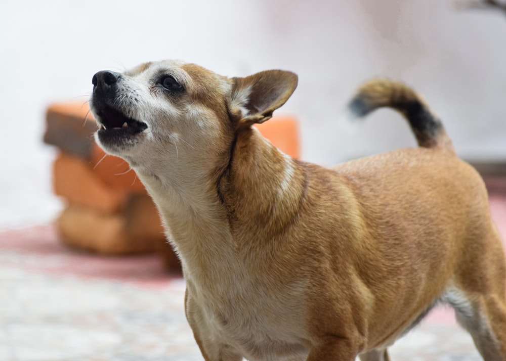 a dog looking up