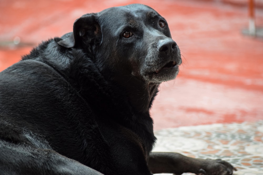 a black dog lying on the ground