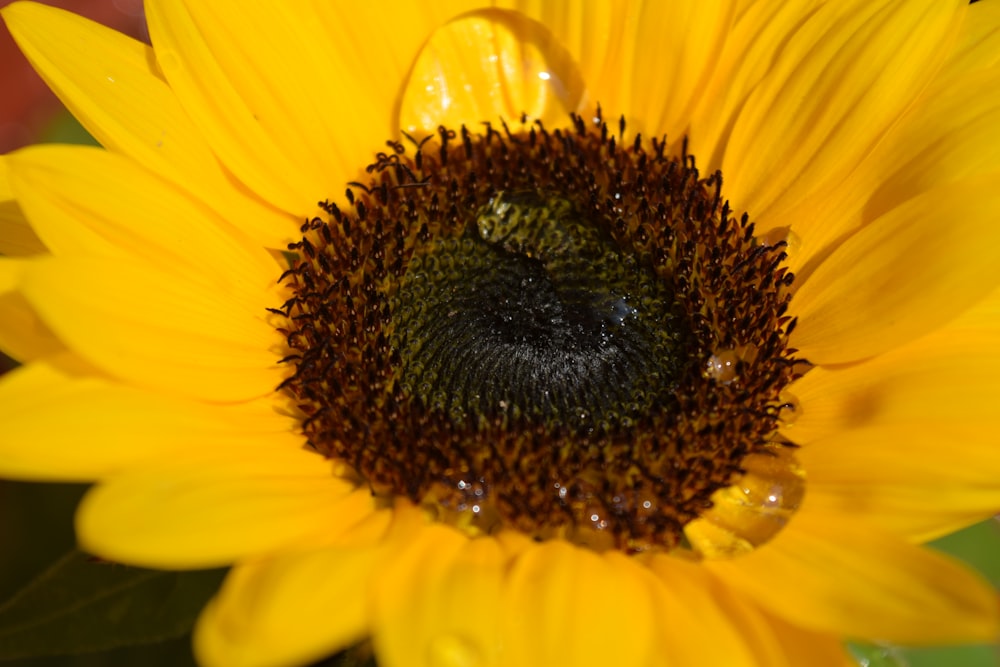 a close up of a yellow flower