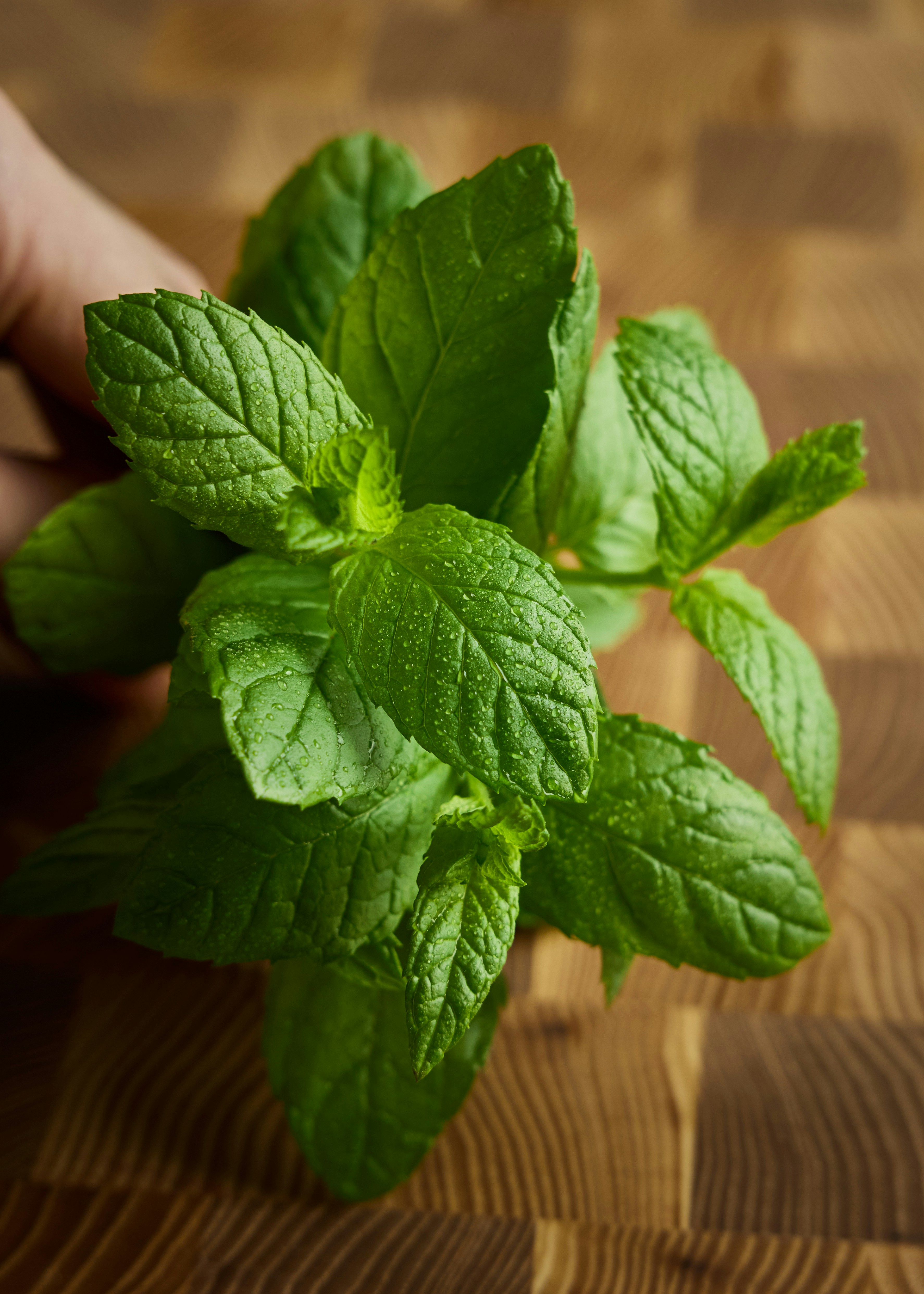 a hand holding a green leaf