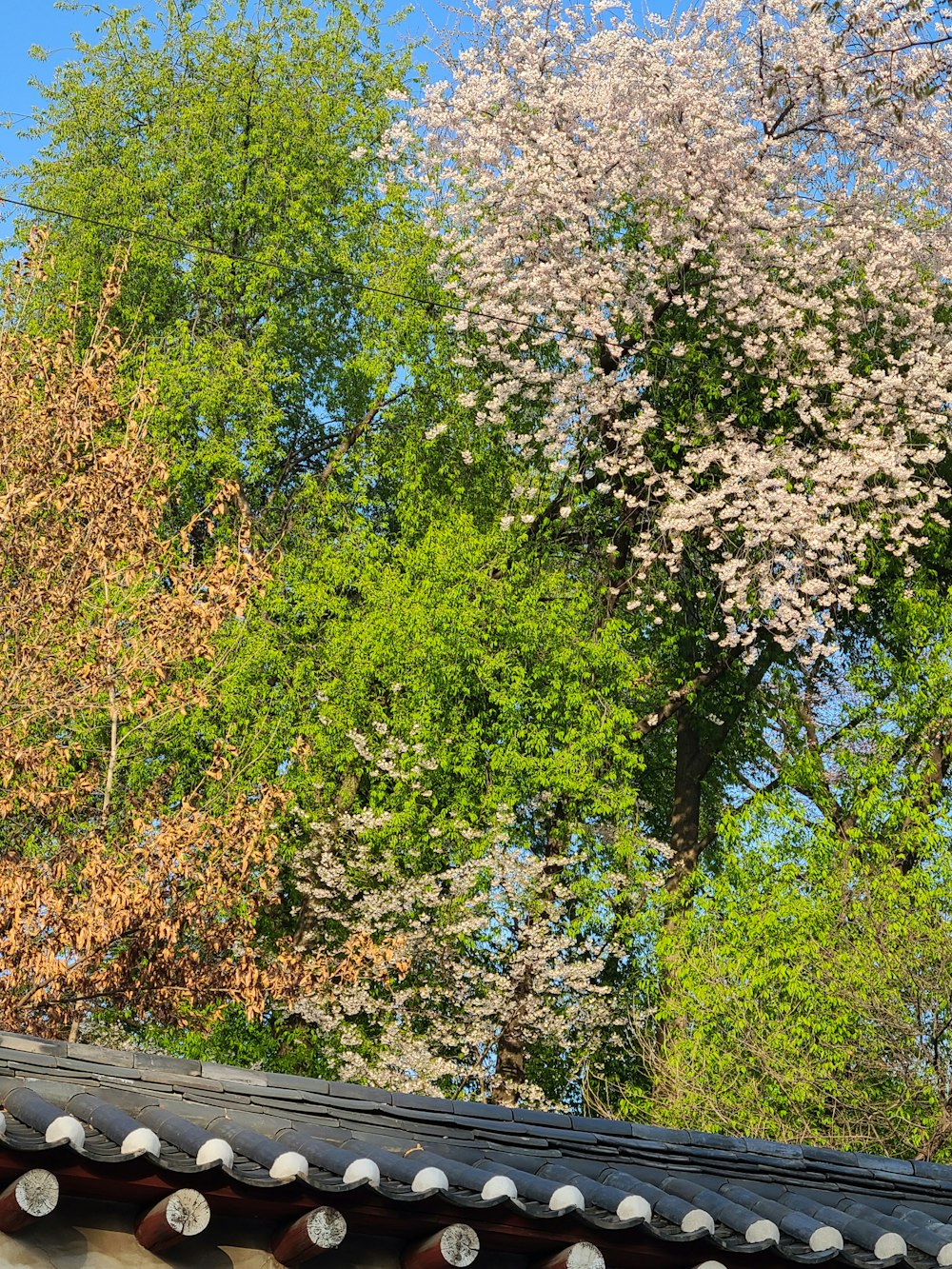 a group of trees with white flowers