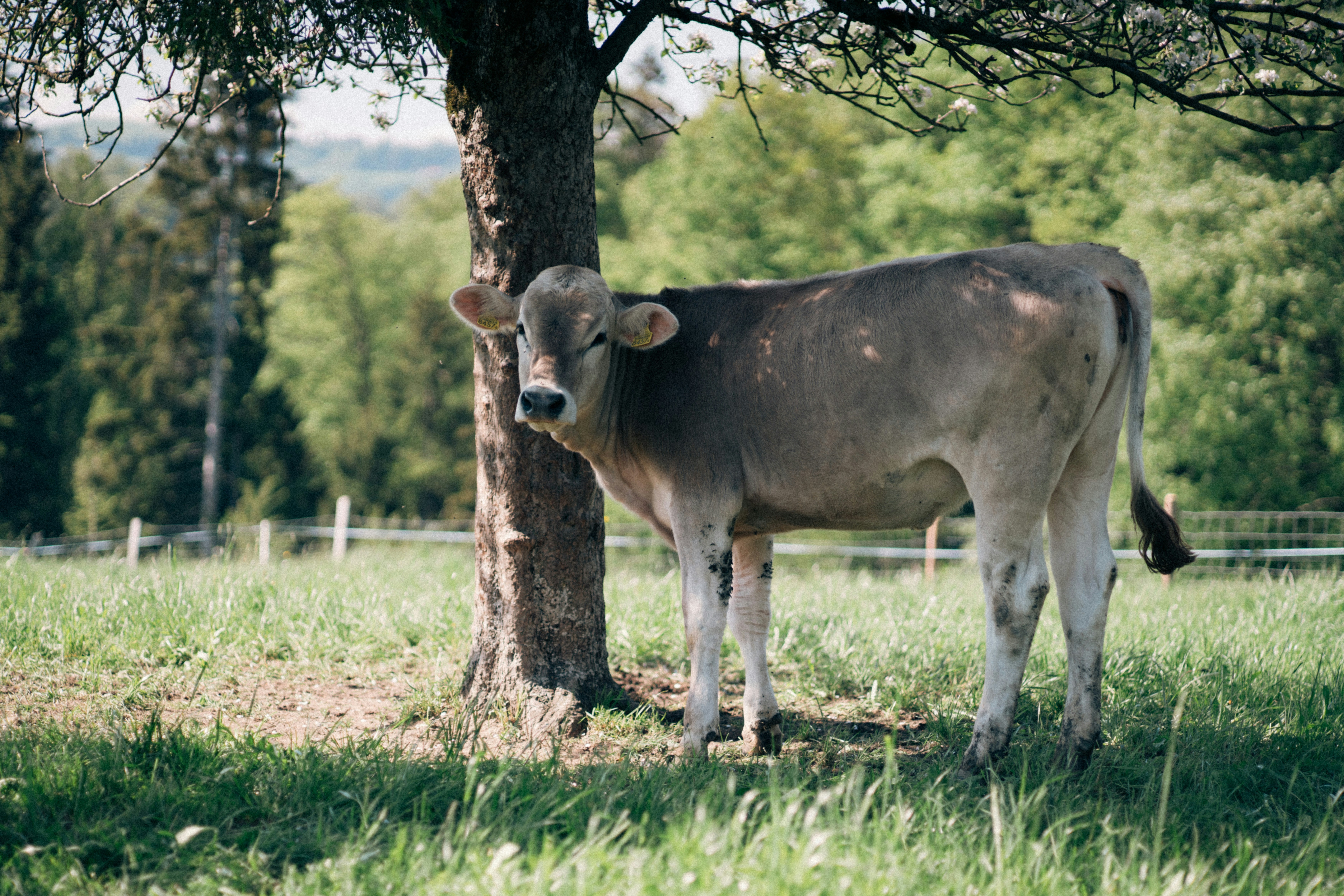 Photo by fabianbetto